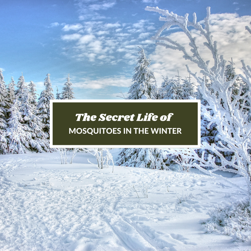 The Secret Life of Mosquitoes in Winter What You Need to Know